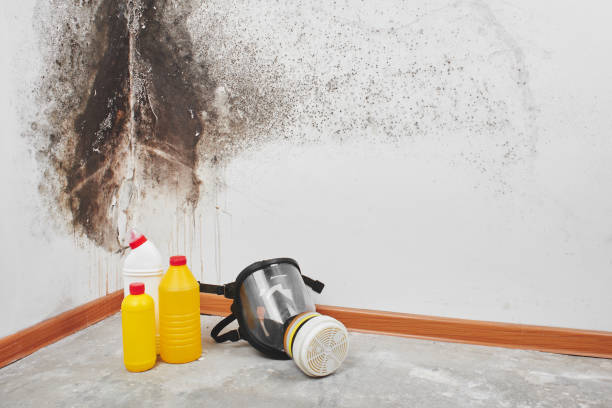 Best Bathroom Mold Remediation in Lansing, IL