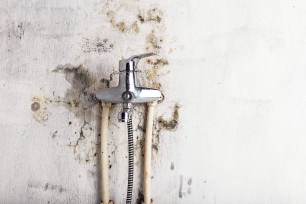 Best Emergency Mold Remediation in Lansing, IL