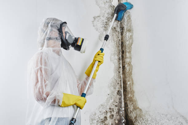 Best Post-Flood Mold Remediation in Lansing, IL