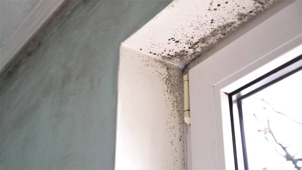 Professional Mold Remediation in Lansing, IL