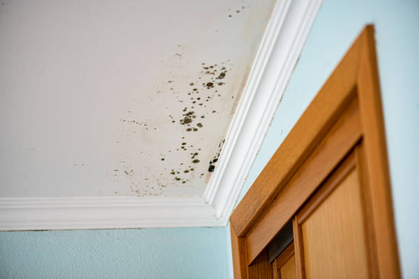 Best Kitchen Mold Remediation in Lansing, IL