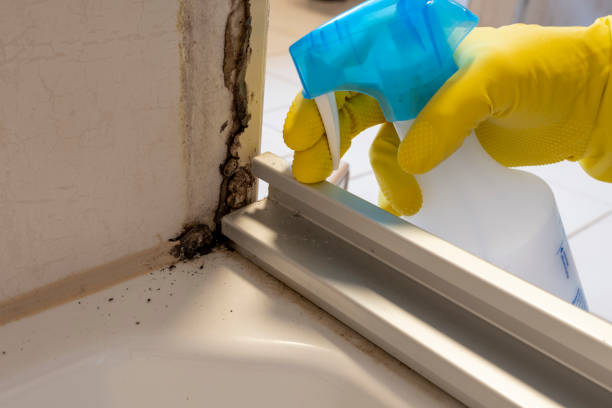Best White Mold Remediation in Lansing, IL