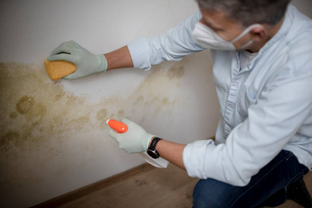 Best Crawl Space Mold Remediation in Lansing, IL
