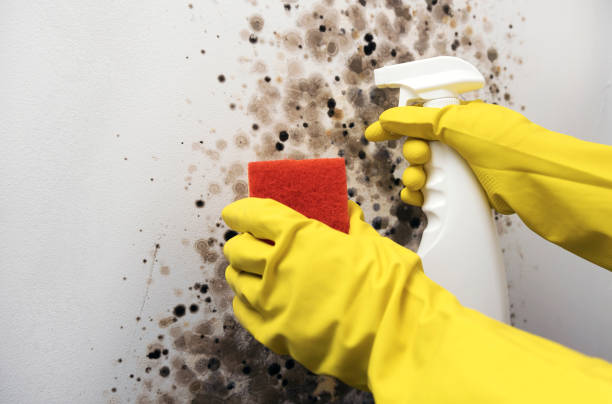 Best Residential Mold Remediation in Lansing, IL
