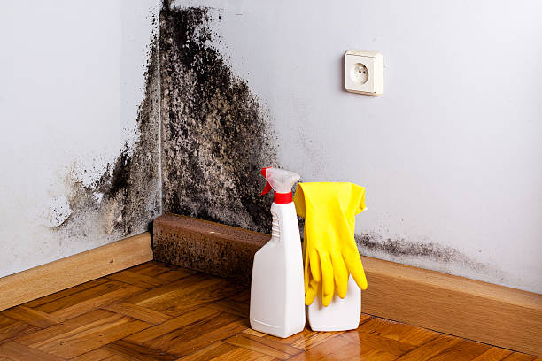 Best Black Mold Remediation in Lansing, IL