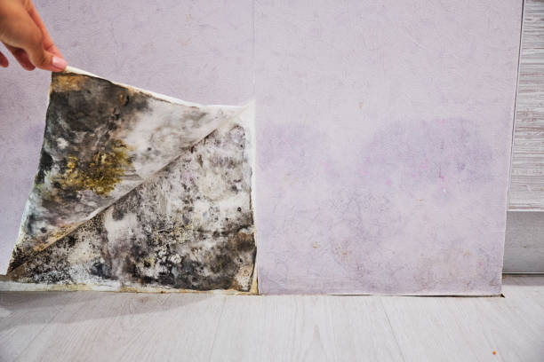 Best Mold Testing and Inspection Services in Lansing, IL